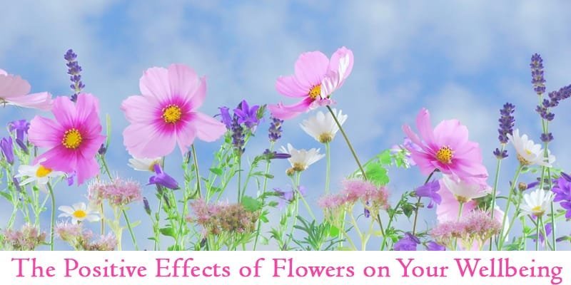 Explore The Link Between Flowers, Emotions, And Well-Being